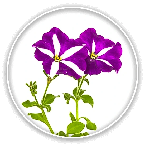 Петуния